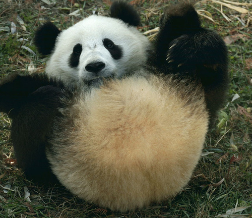 real panda butt.jpg (135 KB)